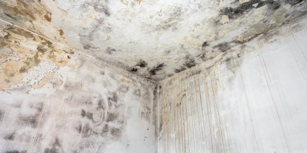 Rehabilitación y Restauración de Fachadas Tauste · Pintura Antihumedad / Antimoho para Humedades / Moho